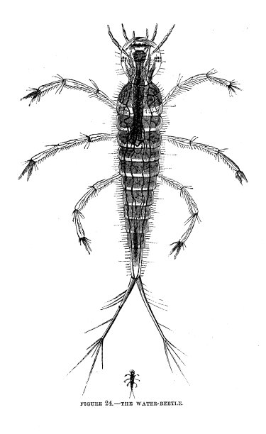 19世纪插图;显微镜和载玻片;熔岩水甲虫;哈珀斯月刊1859年图片下载