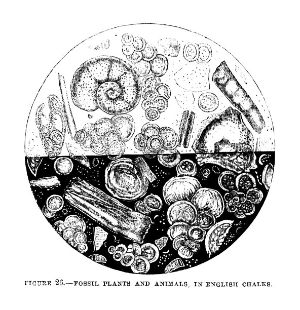 19世纪插图;显微镜和载玻片;用英国粉笔绘制的动植物化石;《哈珀斯月刊》1859年图片下载
