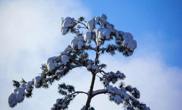 在一个晴朗、寒冷的冬日，蓝天映衬下，俯瞰着高高的、被雪覆盖的树木和船松。图片下载