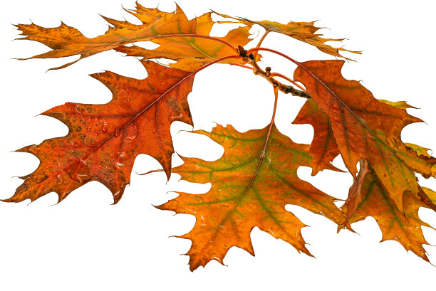 秋天的落叶图片下载