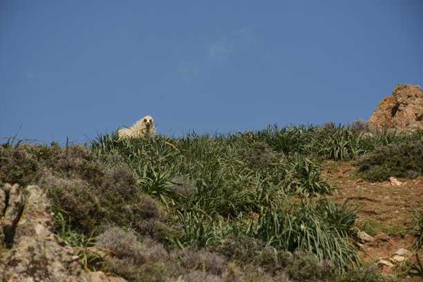 一只受惊的胖乎乎的小羊栖息在山谷顶上图片下载