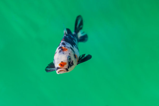 水族馆里的观赏鱼是用来在花园池塘里出售的。图片下载