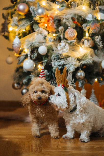 两只可爱的狗狗在圣诞树前摆姿势，戴着鹿角和圣诞帽发带图片下载