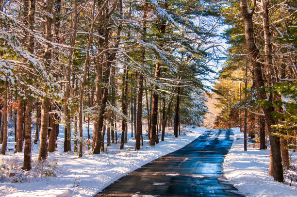 穿过雪林的路图片下载