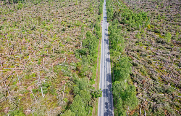在苏格兰砍伐树木以生产生物质燃料图片下载