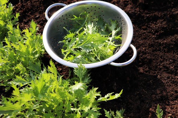 背景的绿叶日本芥末水菜在花园特写，俯视图。为素食者和素食者提供维生素的有用的辛辣草药。图片下载
