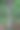 尼斯湖森林中一棵多节树的树干图片下载
