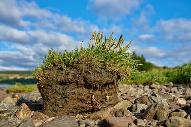 被冲洗过的长满草的土地的特写图片下载