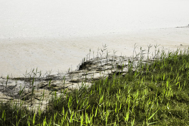 芦苇，草木和沙多河畔的泥土图片下载