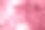 柔和的牡丹花花瓣与水滴接近时尚色调的颜色2023洋红色万岁。图片下载