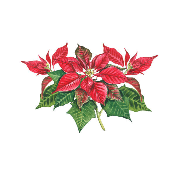 白色背景上的圣诞一品红花束。红色一品红的水彩插图。大戟属植物pulcherrima。圣诞星。伯利恒之星。新年的植物，设计，包装。图片下载