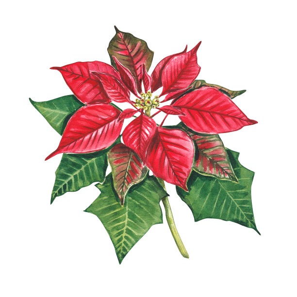一品红，白色背景的圣诞花。红色一品红的水彩插图。大戟属植物pulcherrima。圣诞星。伯利恒之星。新年的植物，设计，包装。图片下载