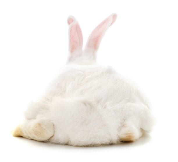 白兔的背。图片下载