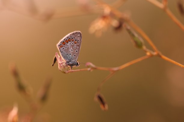 一只蝴蝶在花上素材图片