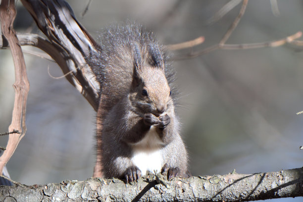 北海道松鼠在树枝上吃坚果图片下载