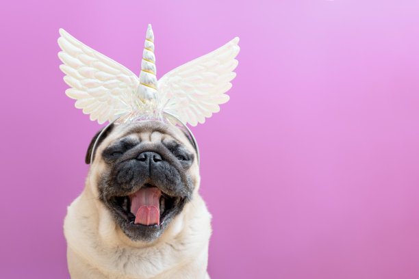 米色哈巴狗与独角兽的角打哈欠在粉红色的背景。假日假日或狂欢节的概念图片下载