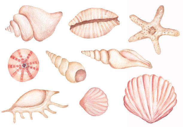 水彩集孤立的海洋贝壳对象，海星剪纸。精致的粉色和米色插图图片下载