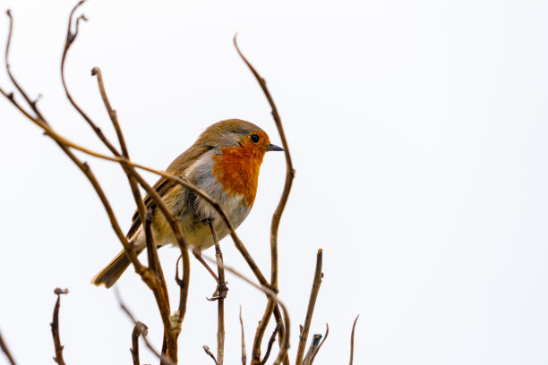 单身的知更鸟穿过树枝白色的天空图片下载