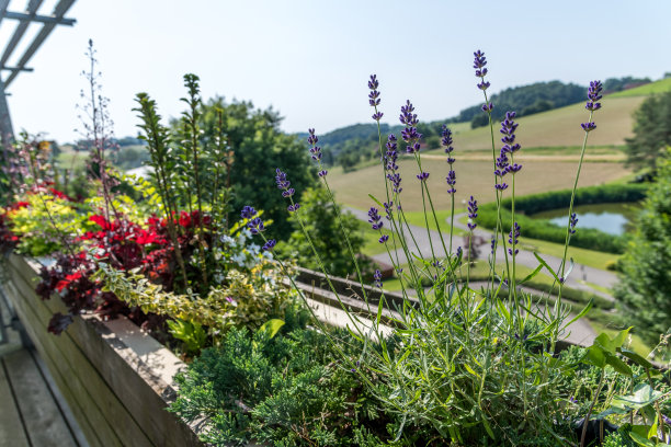 夏天阳台上的薰衣草图片下载