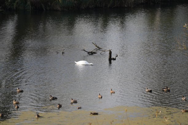 多瑙河边的天鹅、鸭子或鸬鹚图片下载