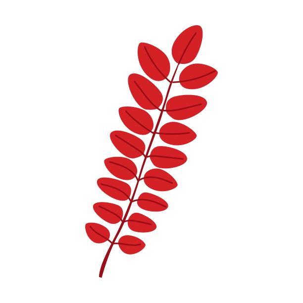 相思树落叶矢量插图。森林树叶，干燥的绿色，黄色，棕色，橙色的叶子孤立在白色背景上图片下载