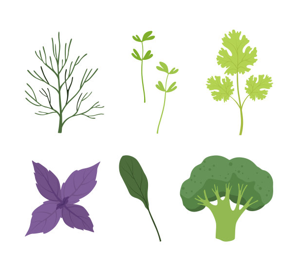 绿色沙拉蔬菜和叶子作为有机草药图片下载