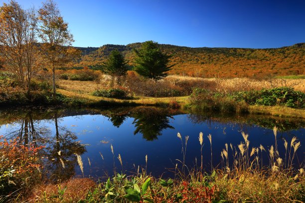 秋叶八幡台图片下载