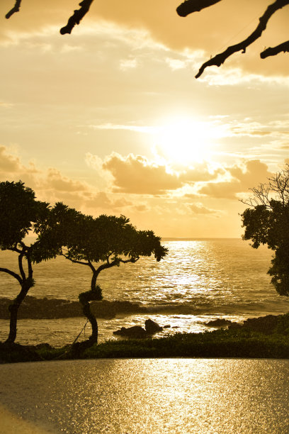 黄色日落与无边泳池在海洋和热带树木剪影图片下载