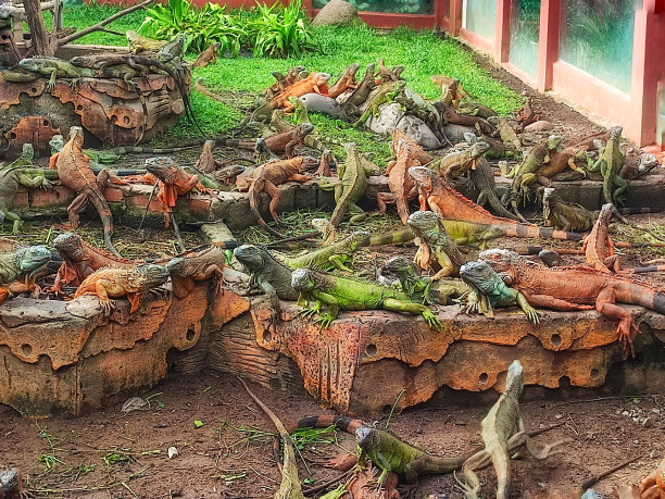 印度尼西亚奇妙而奇异的鬣蜥第二部分图片下载