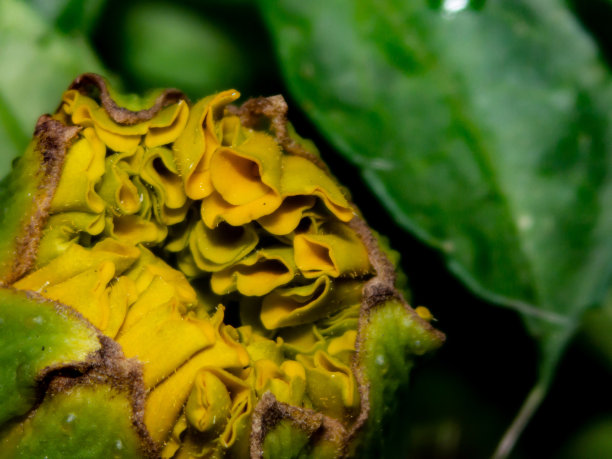 康乃馨的花蕾图片下载