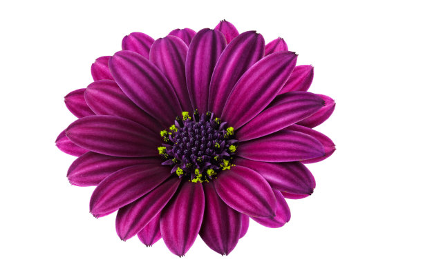 红色的花朵在白色的背景下美丽而精致图片下载