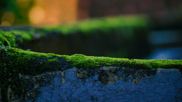 在雨季生长在建筑物上的苔藓图片下载