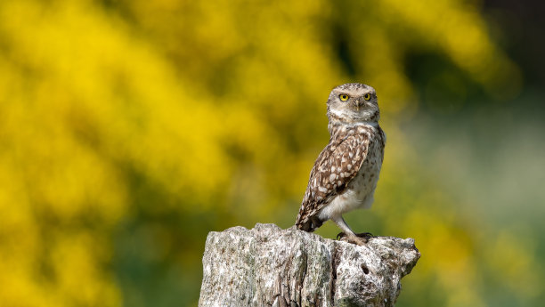 美丽的照片，可爱的挖洞猫头鹰栖息在树桩在田野与黄色模糊的背景图片下载