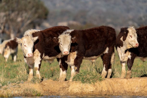 围场里的三头牛图片下载