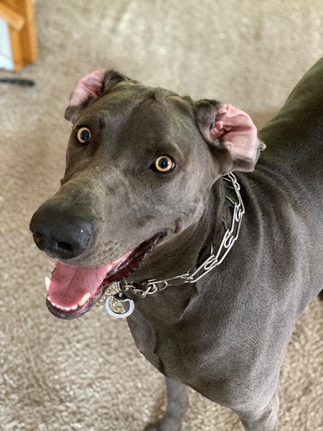 竖起两只耳朵图片下载