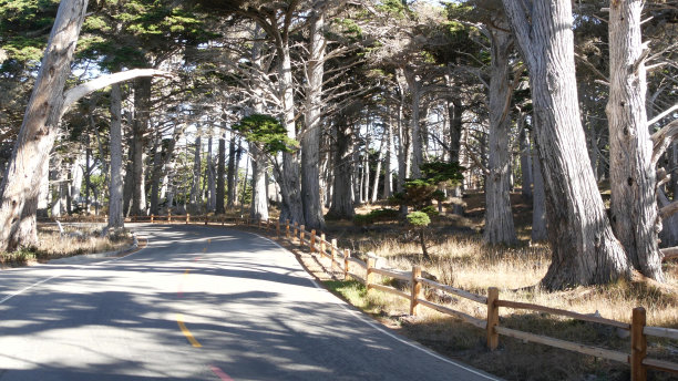 风景秀丽的17英里车程，蒙特利，加利福尼亚。柏树森林公路旅行。图片下载
