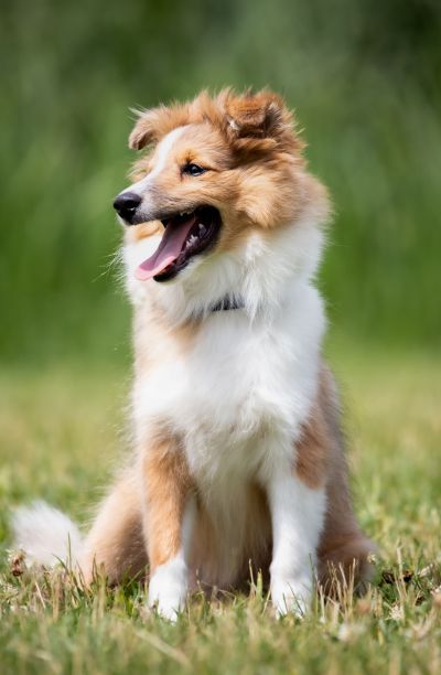 竖版谢德兰牧羊犬幼犬在绿草地上玩耍特写图片下载