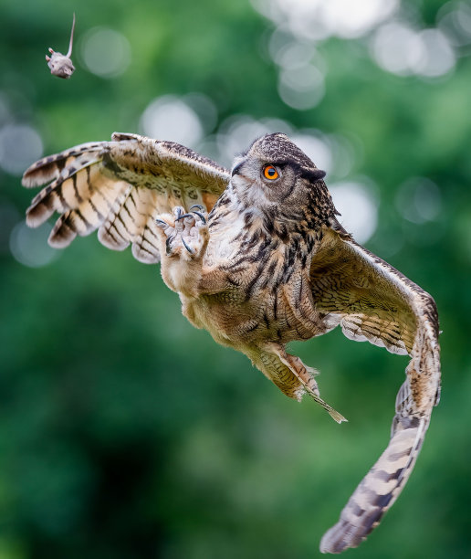 迷人的欧洲鹰鸮(Bubo Bubo)在飞行，捕捉猎物在绿色模糊的背景图片下载