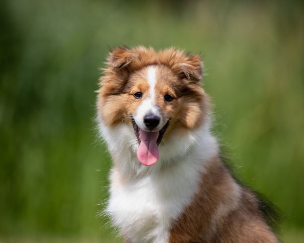 可爱的喜乐蒂幼犬特写：吐着舌头的毛茸茸小狗图片下载