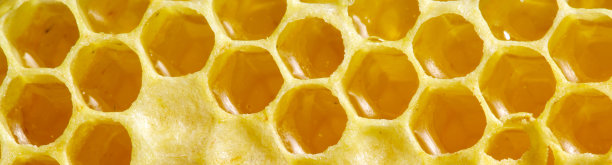 蜂窝与蜂蜜特写图片下载