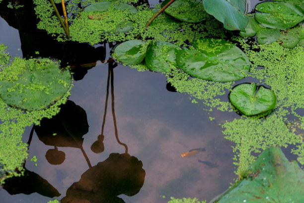 荷叶下的自然照片，水里有鱼图片下载