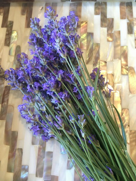 新鲜采摘的薰衣草可以促进家庭健康图片下载