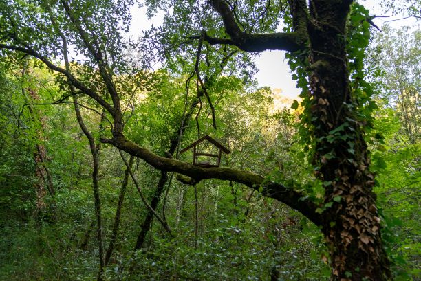 鸟笼放在树林里一株植物的树枝上的鸟笼图片下载