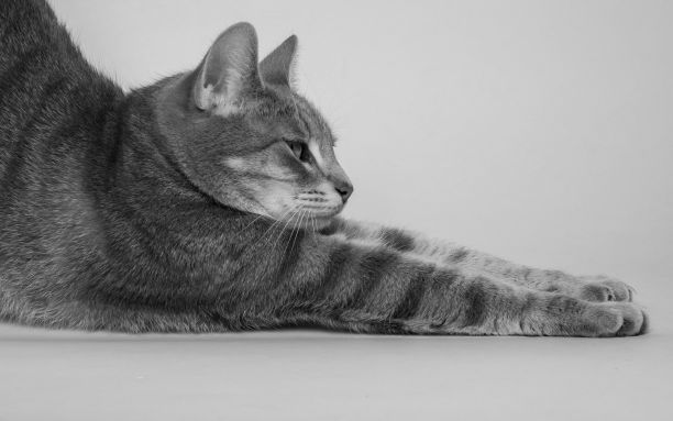 斑纹猫在灰色背景下伸展图片下载