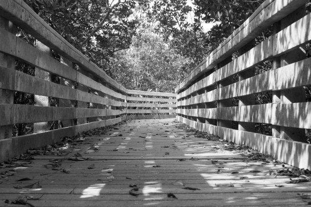 森林中木板路的灰度图图片下载