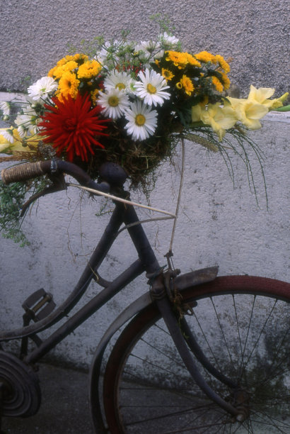 户外自行车篮中的鲜花特写镜头图片下载