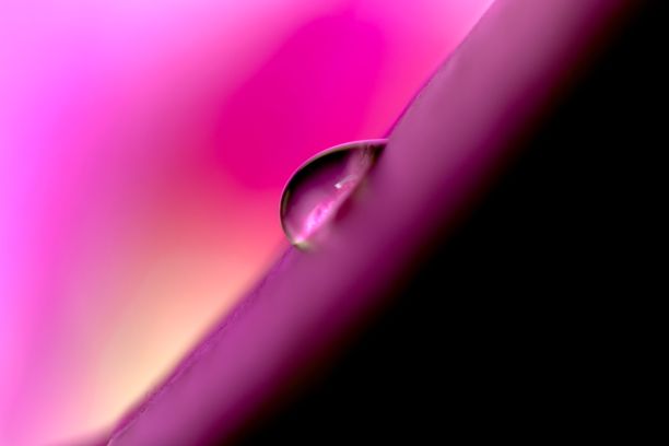 特写镜头的一个小水滴在一个充满活力的紫色背景图片下载