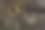 金婚戒在木头上图片下载