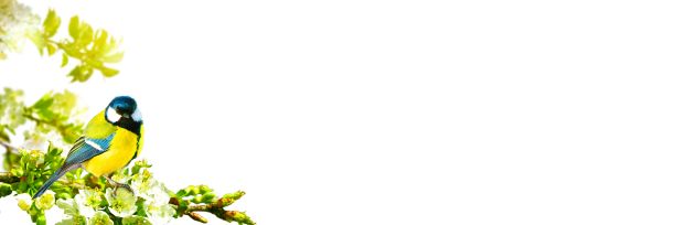 可爱的大山雀栖息在白色背景的开花树枝上图片下载