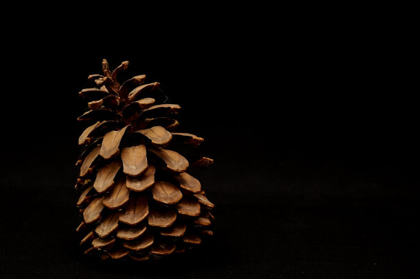 棕色针叶树球果孤立于黑色背景上图片下载